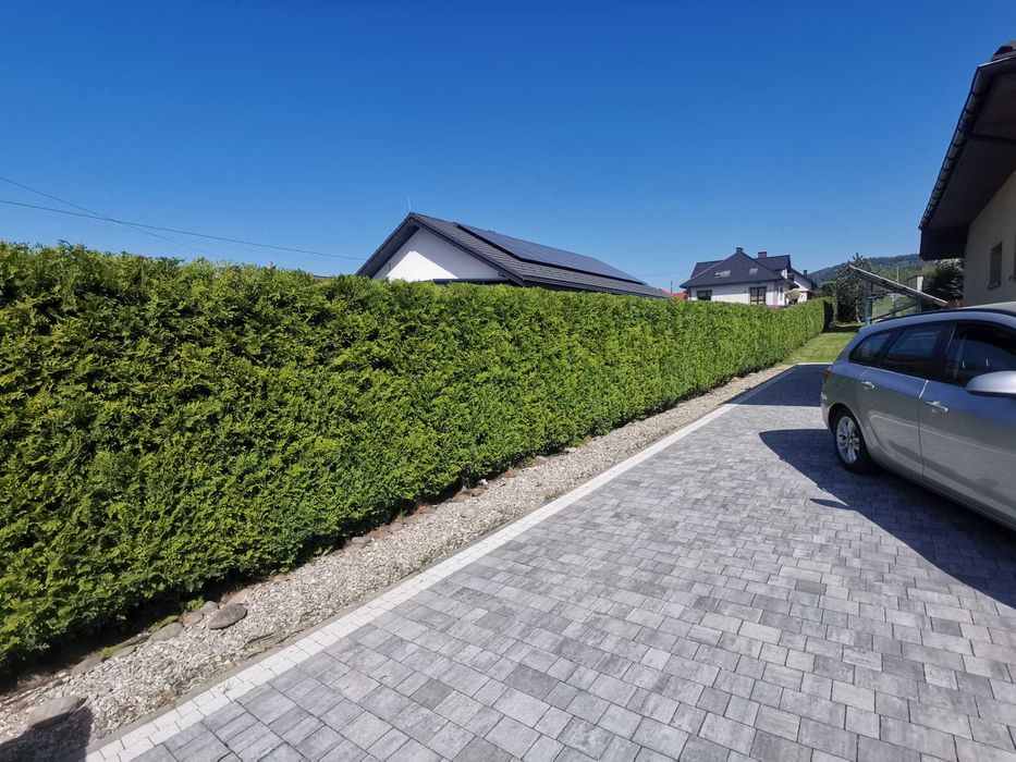 wycinka i  pielęgnacja drzew alpinistycznie rębak regulacja tui