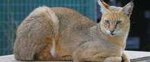 Чаузи ф1 Chausie f1 кошка для разведения