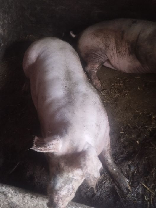 Тушка домашньої свинини.