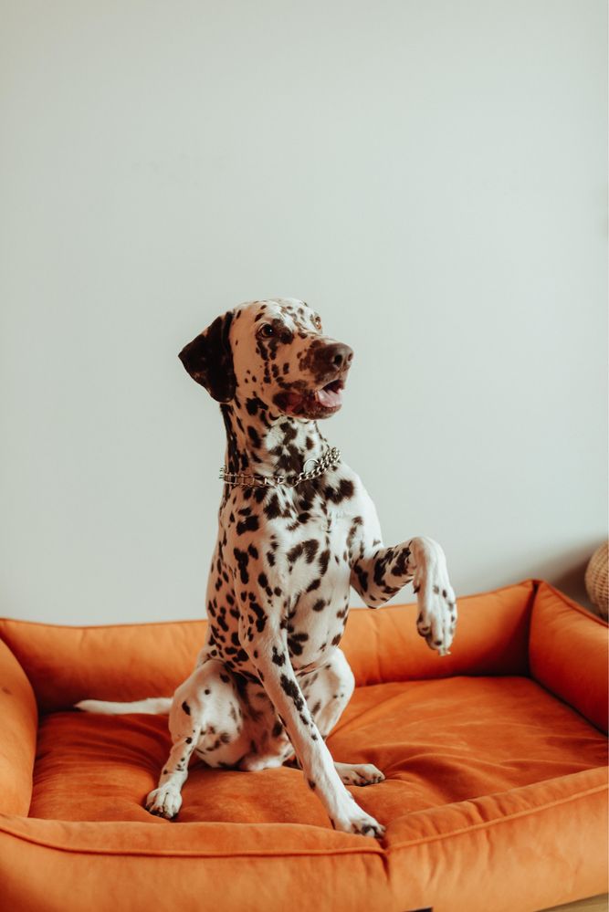 Фотосессия с собакою / фотосесія з далматином