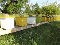 Odkład, Odkłady Pszczele, Pszczoły