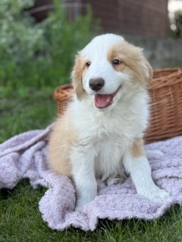 Inteligentny Border Collie z hodowli FCI/ZKWP-poznaj go