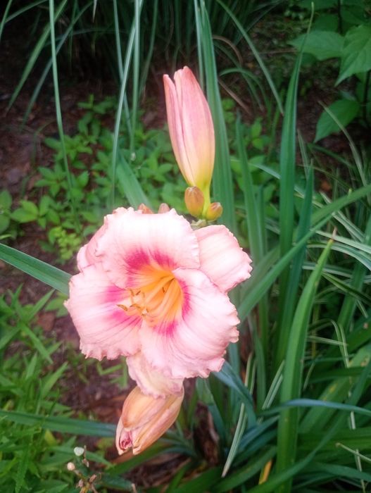 Liliowiec Strawberry Candy