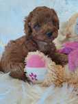 **BELLA**sunia pudel toy/ miniatura red do rezerwacji