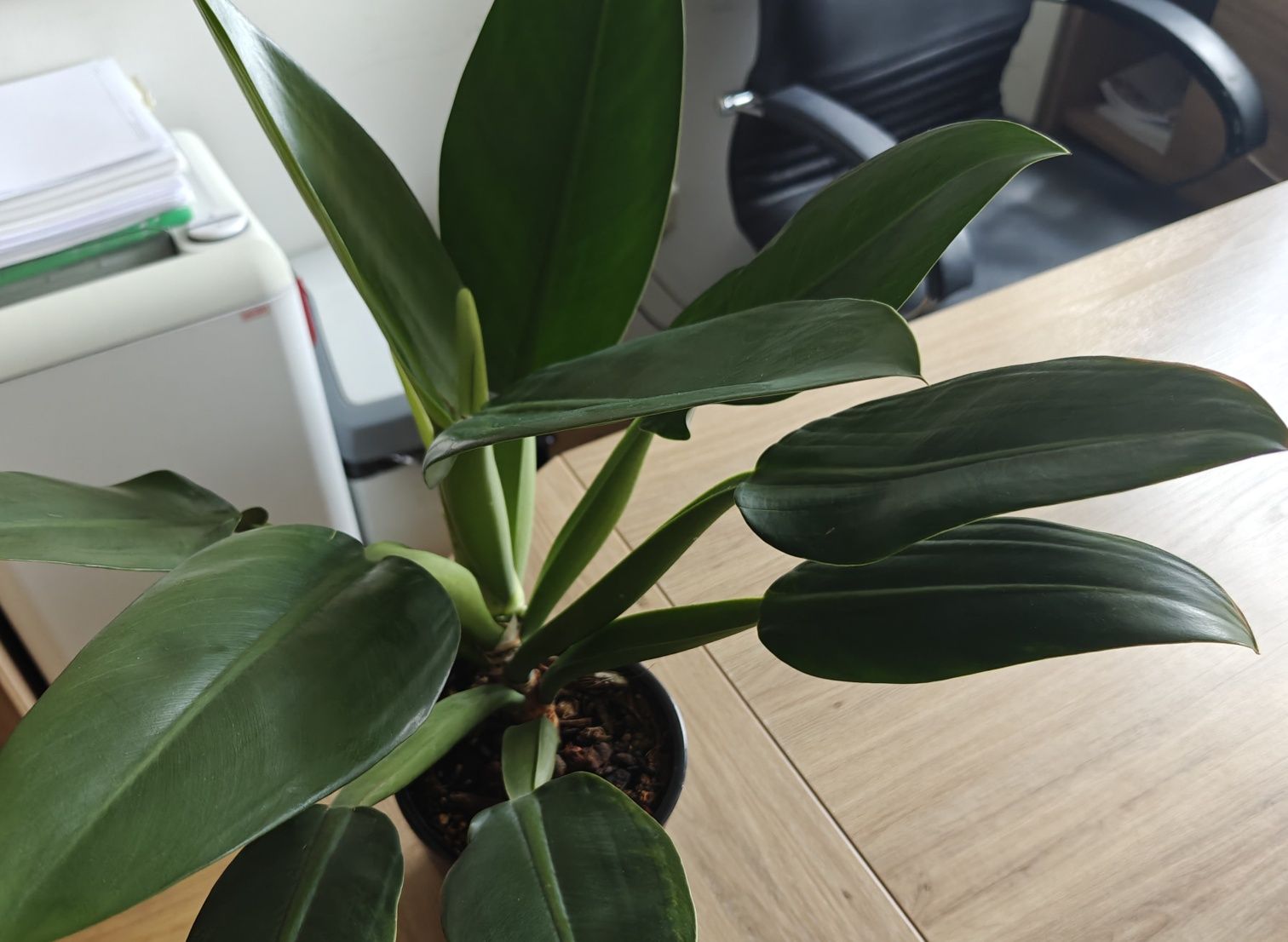Philidendron martianum Fat boy
