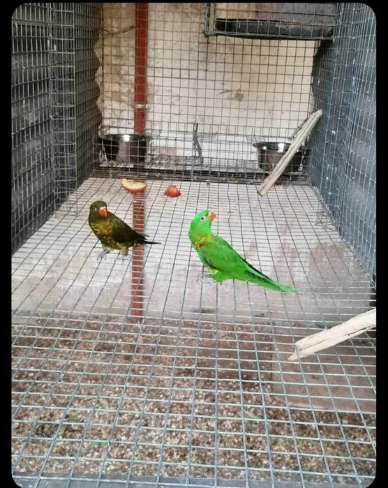 Casal de Lorys reprodutor