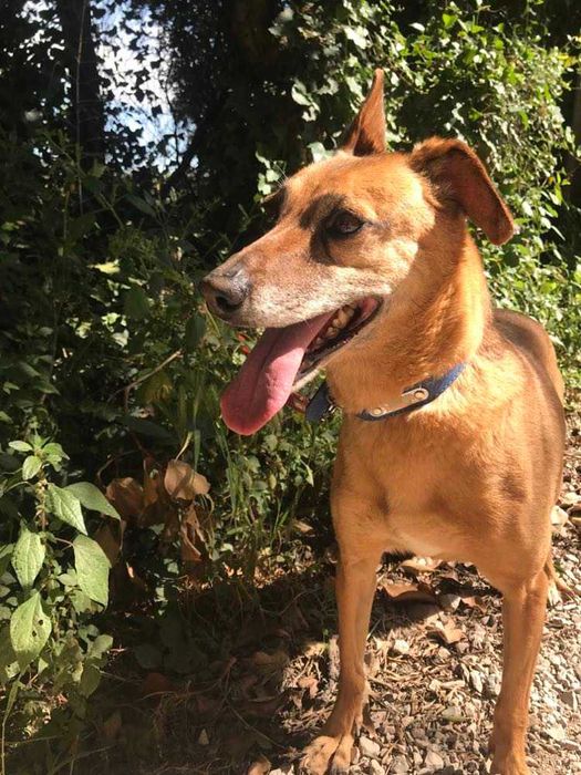 Alice - cadela média para adoção