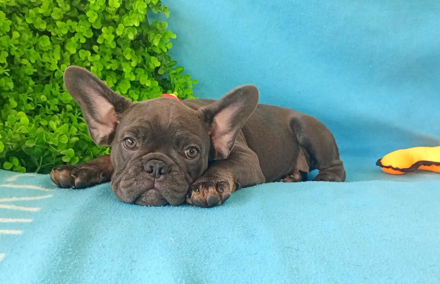 Bulldogue Francês femea