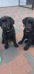 Labrador Retriever FCI