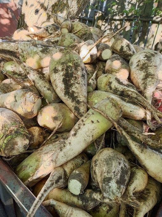 Буряк   кормовий