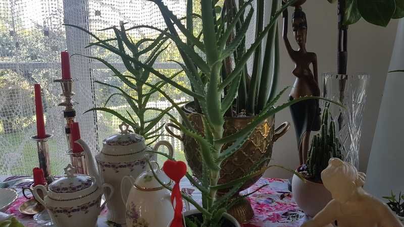 ALOES   leczniczy  30 cm