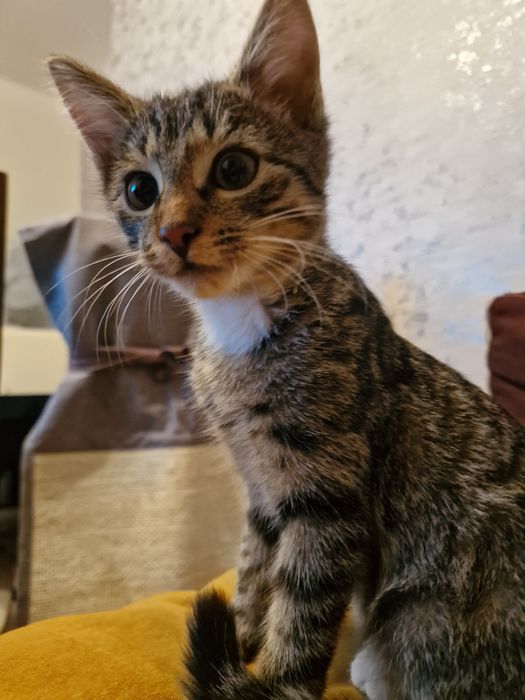 Luna i Perse do adopcji