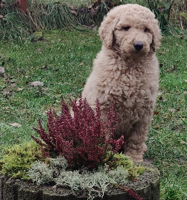 Pudel duży królewski sunia