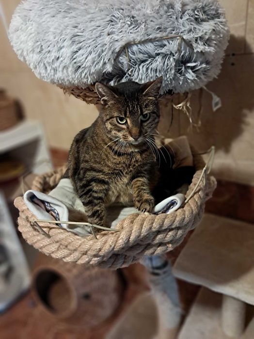 Maja czeka na kochający dom