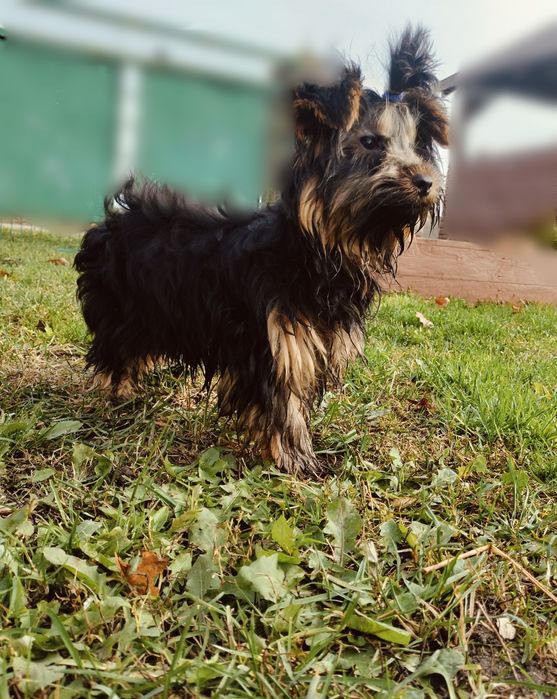 Yorkshire terrier york piesek