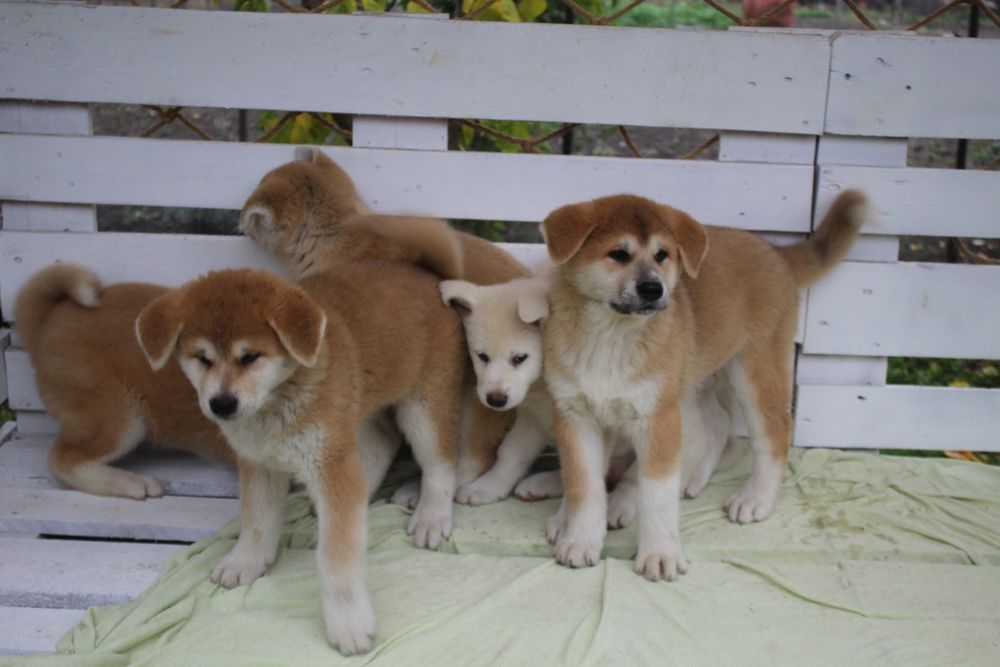 Хлопчики і дівчатка. З документами КСУ.