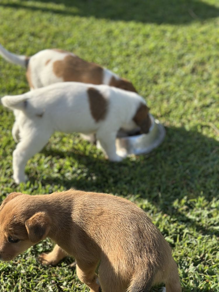 Cachorros para Adoção Responsável