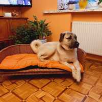 wiklinowa  sofa dla dużego  psa na nóżkach, poducha gratis