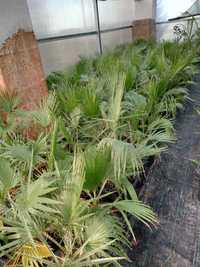 Palmeira de leque Washingtonia em vaso - Lote de 5 plantas