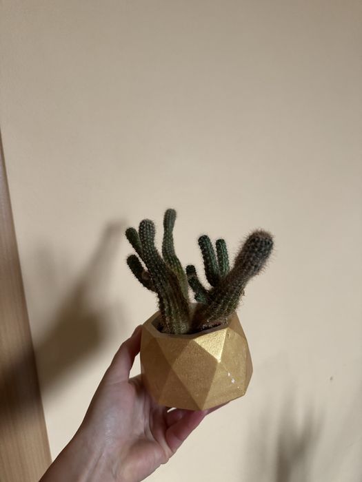 Кактус в кашпо вазон