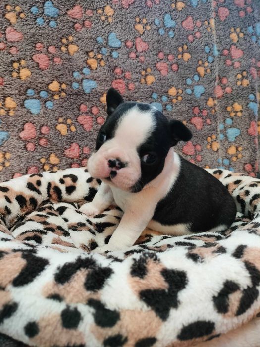 Boston Terrier piesek