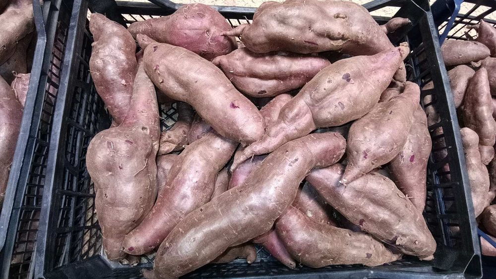 Дієтичний екологічний Батат