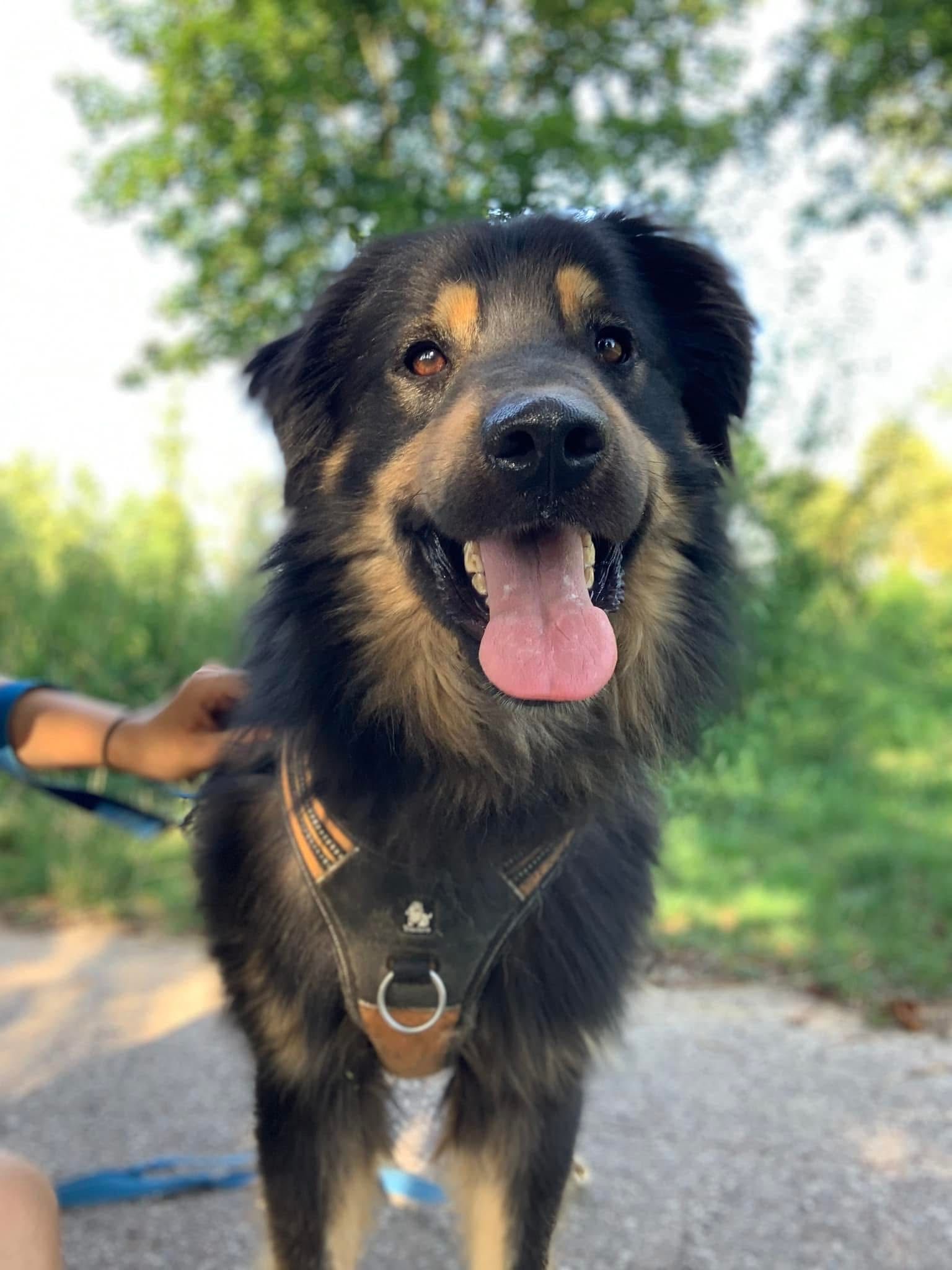 Norton do adopcji!