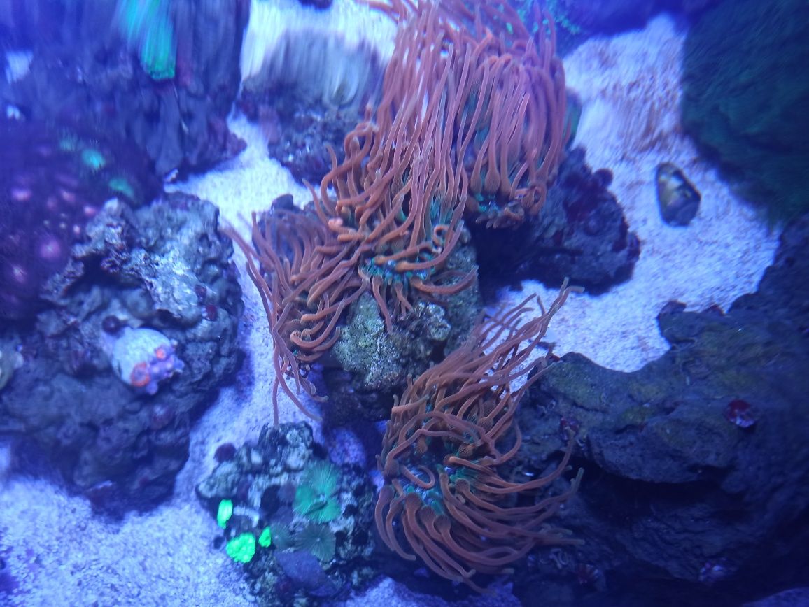 Corais para aquario reef