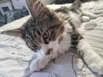 maine coon kocur