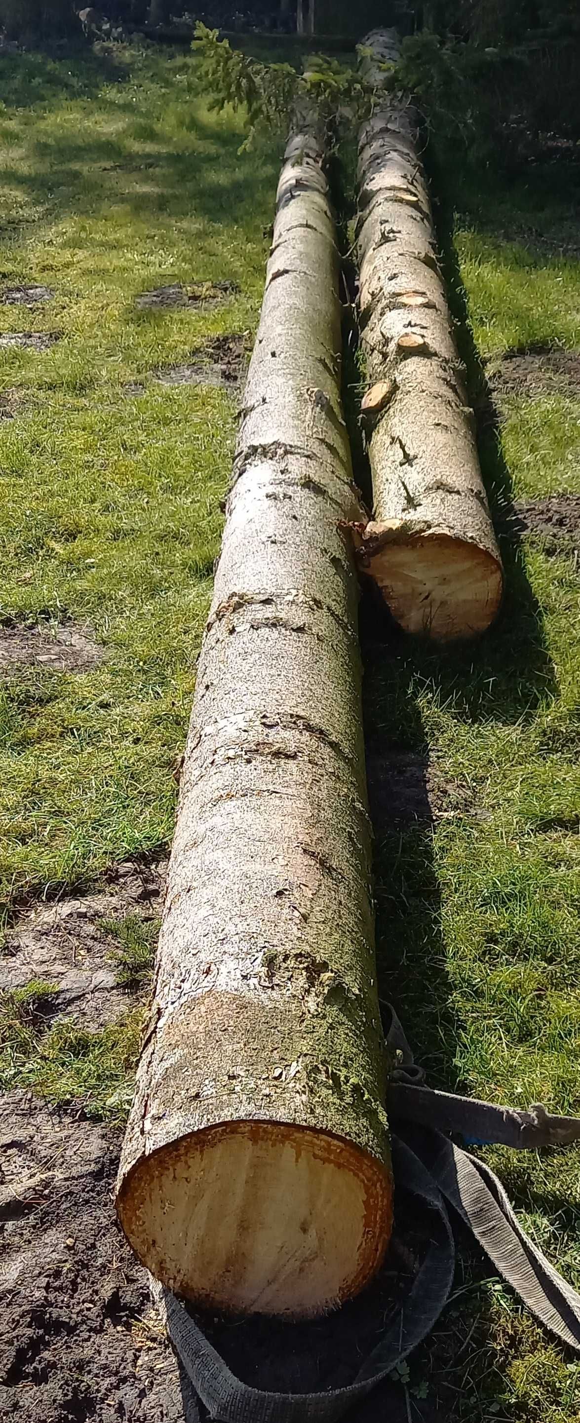 Drewno świerkowe konstrukcyjne na tarcicę i krokwy, długie pniaki 10m