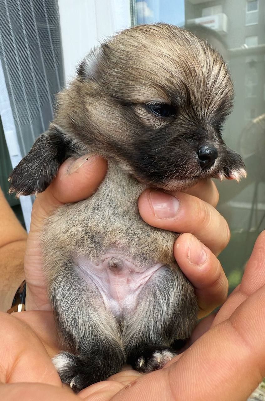 Pomeranian miniaturka
