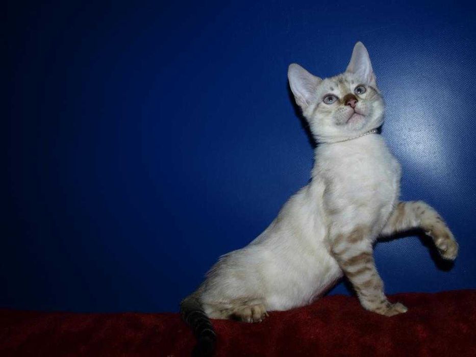 Бенгальские котята снежного окраса . Мальчики и девочки. Документы.