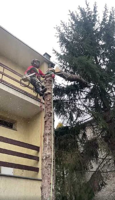 Wycinka drzew, arborysta, usługi rębakiem w Złotoryi i okolicach