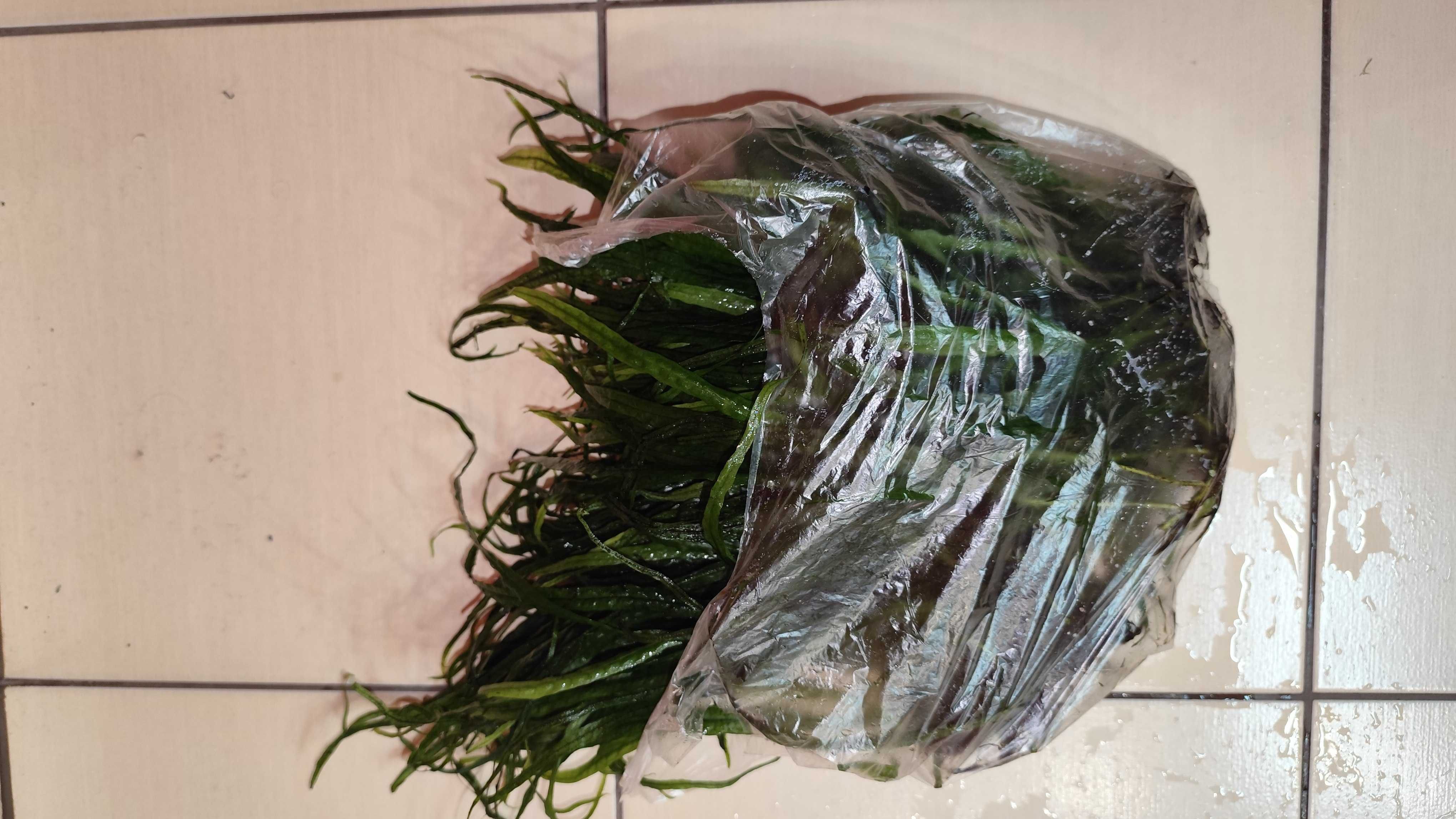 Olbrzyma Kępa Microsrium tylko 40pln