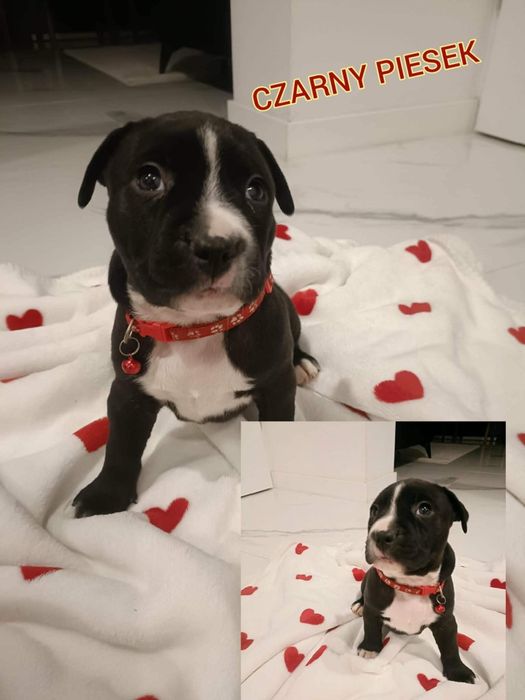 Amstaff szczenięta pieski