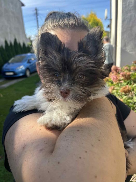 Yorkshire Terrier Biro