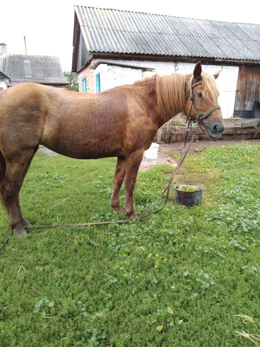 Кобила 9 років здорова