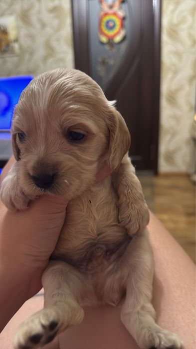 Милі дітки кокери спаніелі шукають нову сімʼю