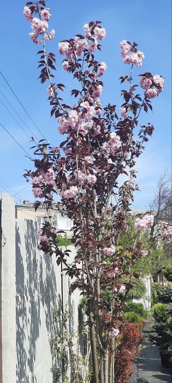 Сакура, яблуня, церсіс, бузок