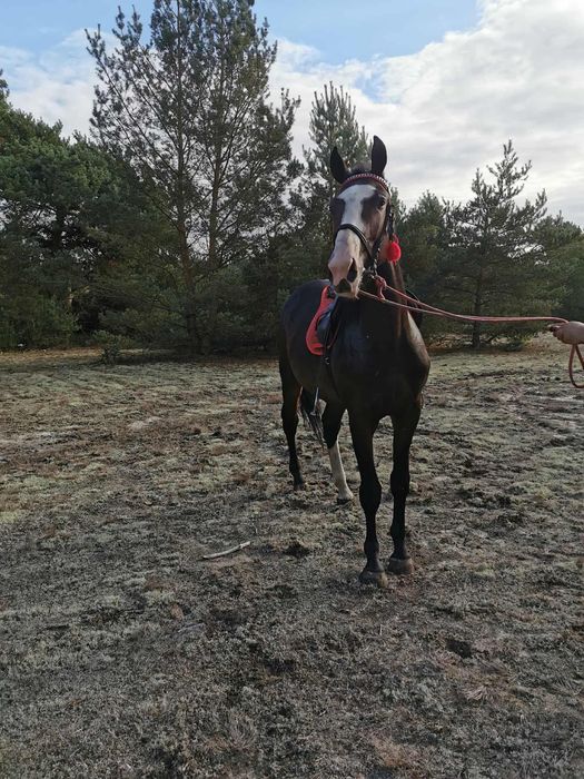 Wałach 2,5 roku po Santiago