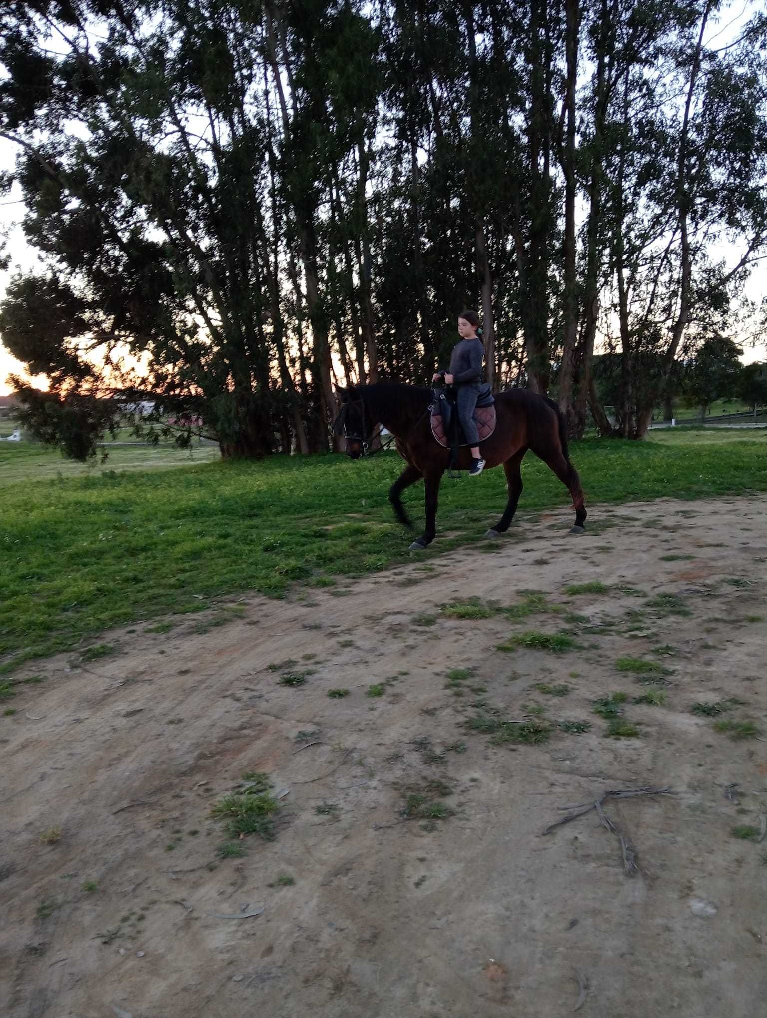 Vendo egua mansinha