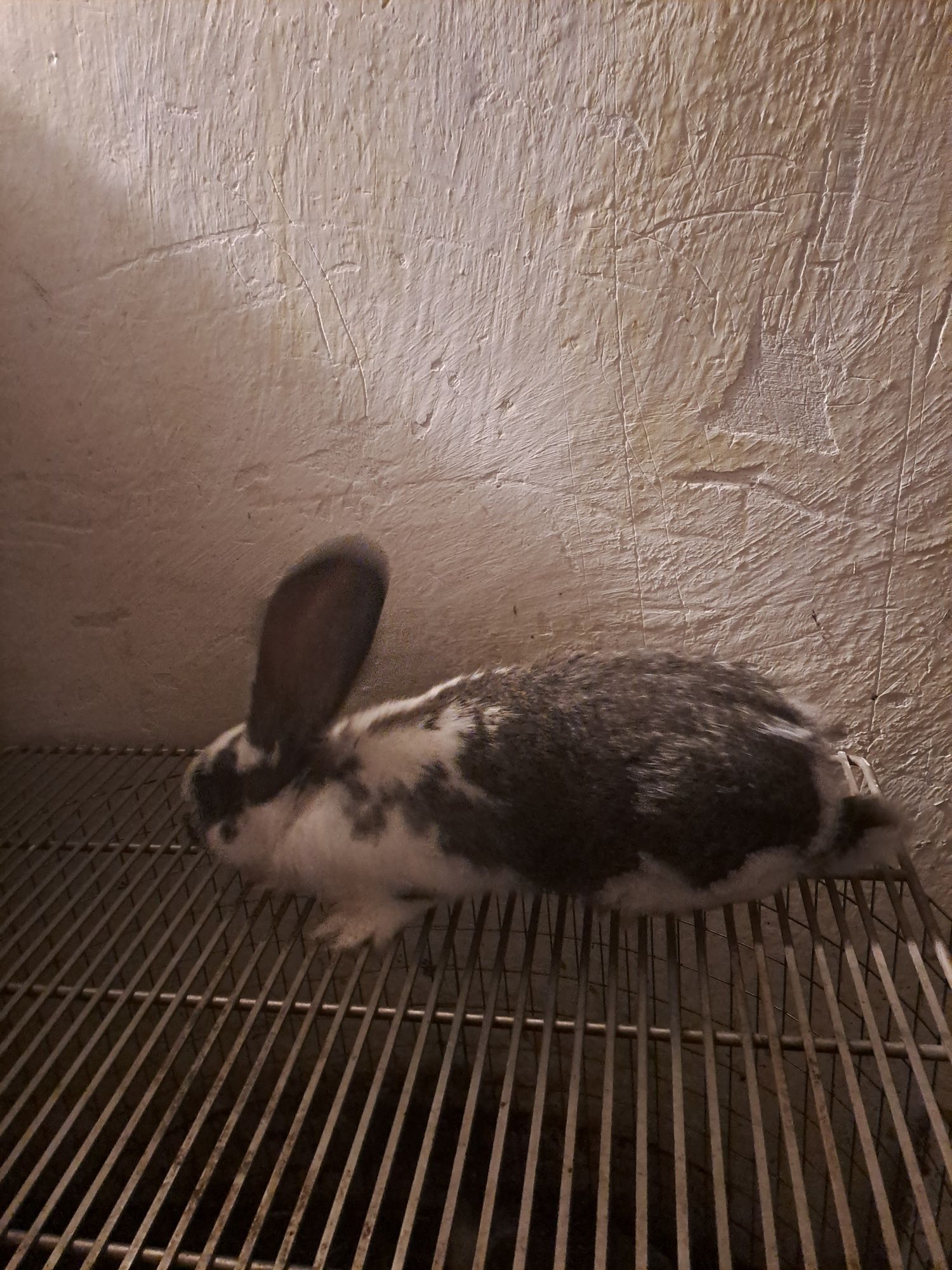 Kroliki mieszańce Belga
