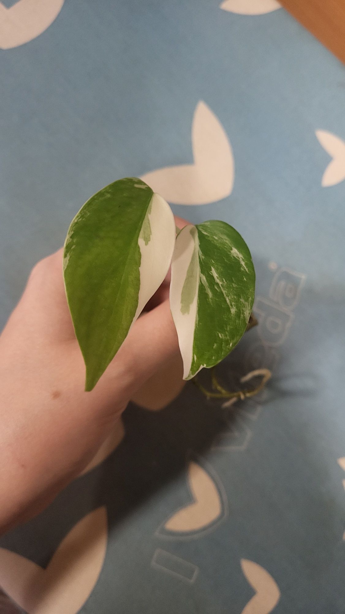 Mini monstera varie