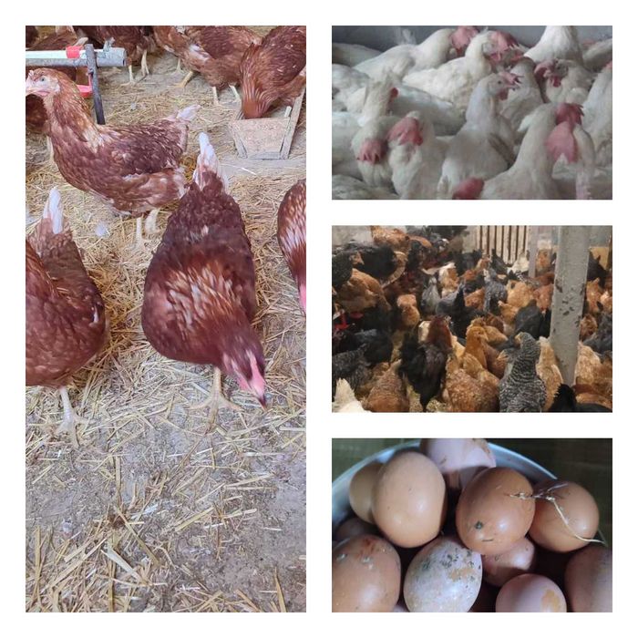 Продам кури несушки! Доставка безкоштовна. Драбів!