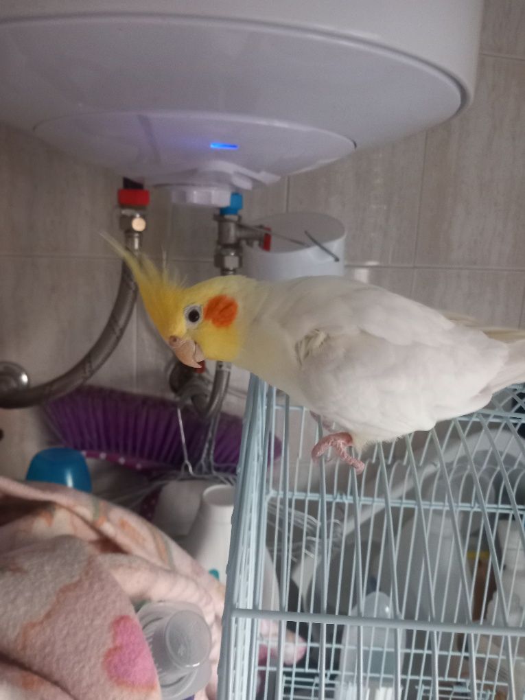 Vendo caturra ainda nova domesticada com gaiola