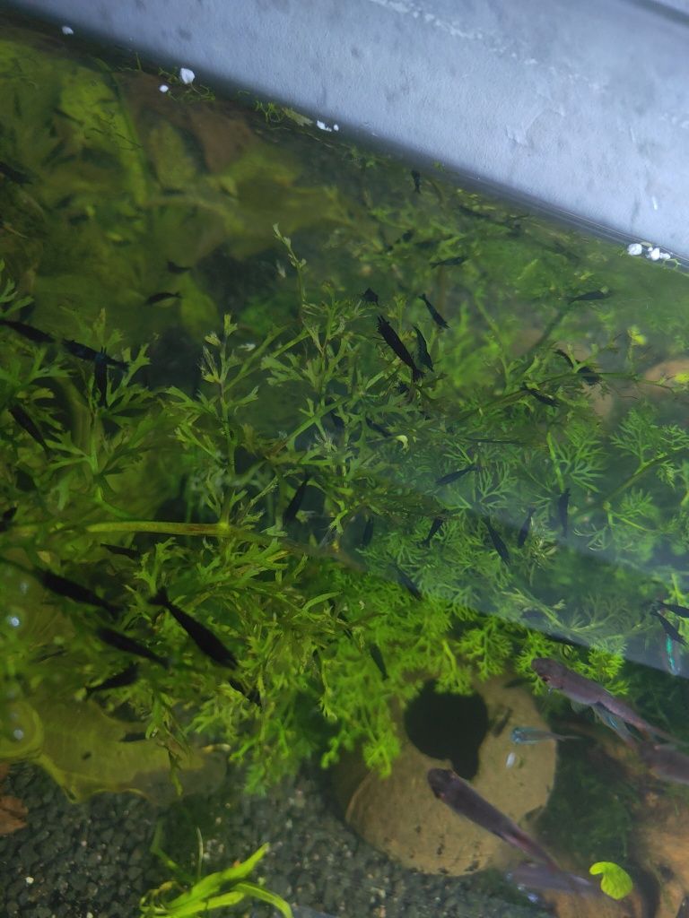 Krewetki Sakura Black