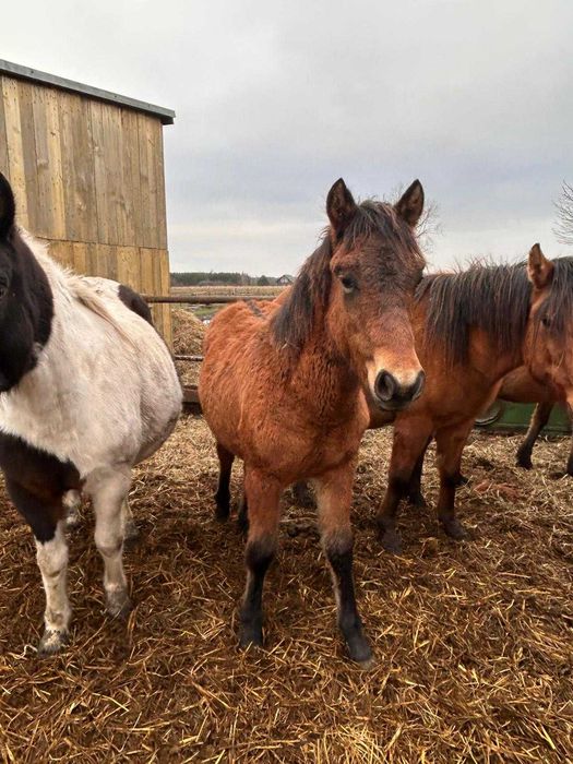 Sprzedam ogierki huculskie