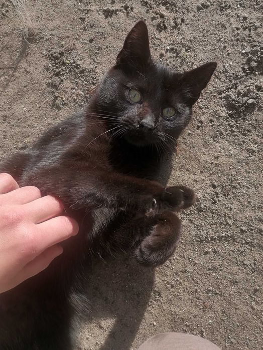 Kotki oddam w dobre ręce