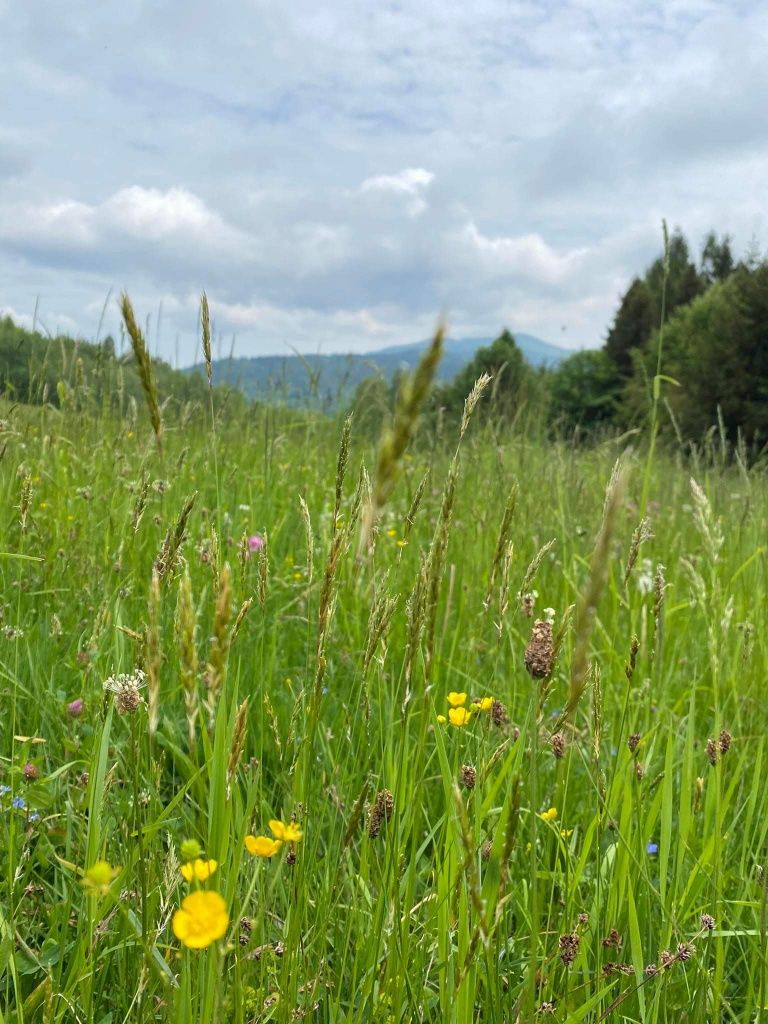 Domek na łonie natury