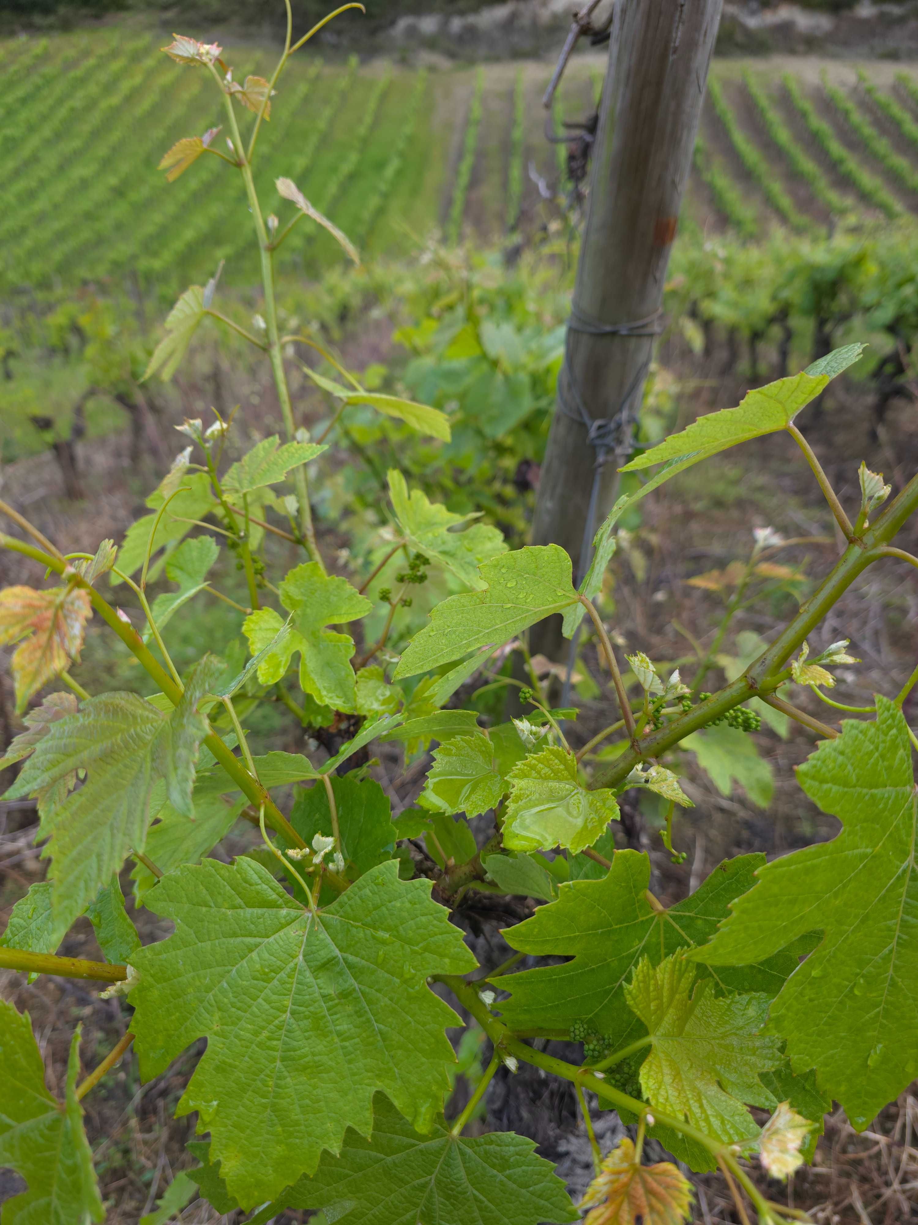 Vinha – Produção Ativa em Torres Novas (Ribatejo)